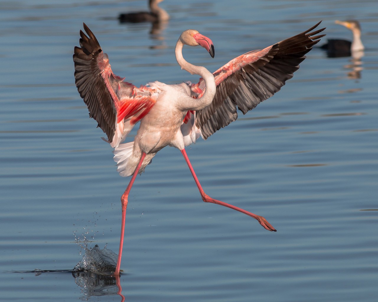 Pink flamingo dancing on the water