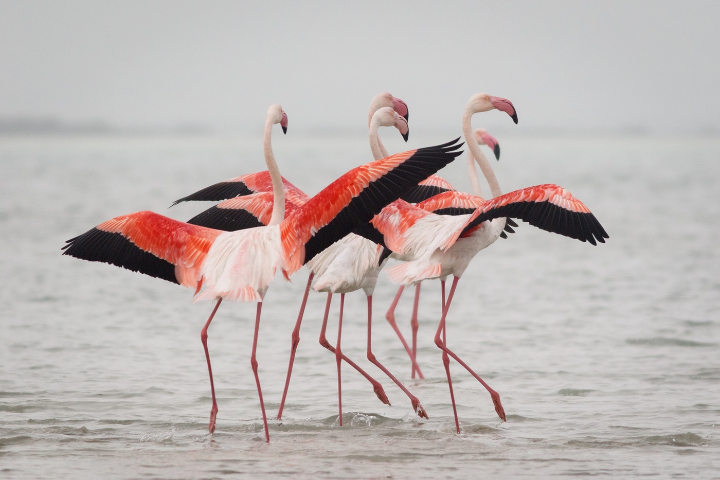 Group of pink flamingo males
