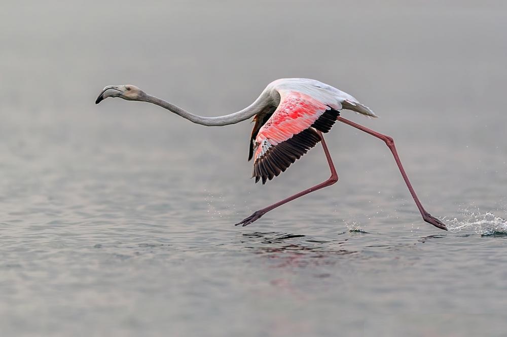 Pink flamingo accelerates before takeoff