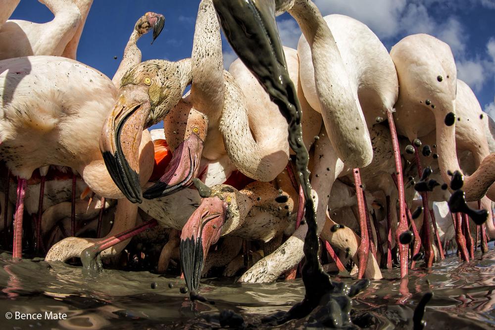 Pink flamingos in dirty water are looking for food