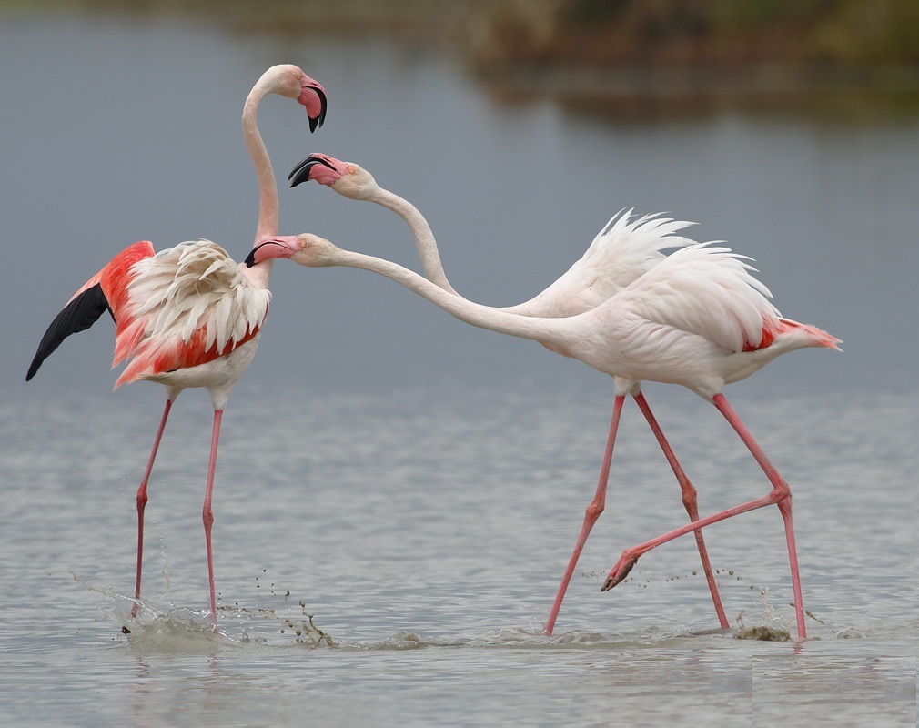 Pink flamingos alege o pereche