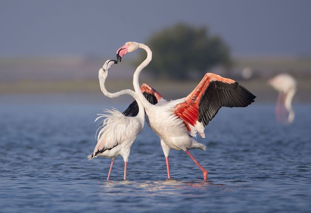 গোলাপী flamingos একজোড়া