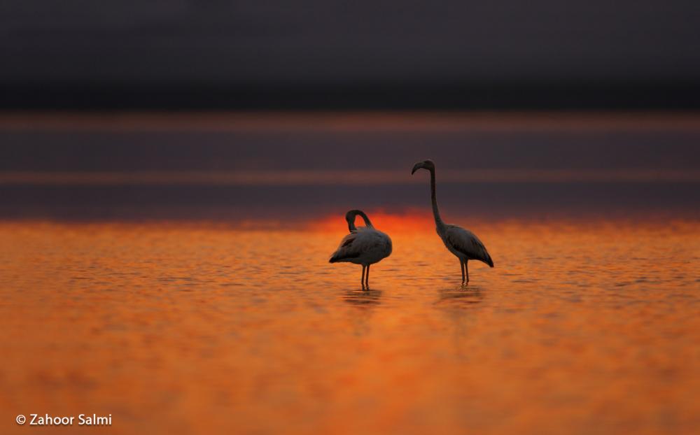 Rosa flamingor vid solnedgången