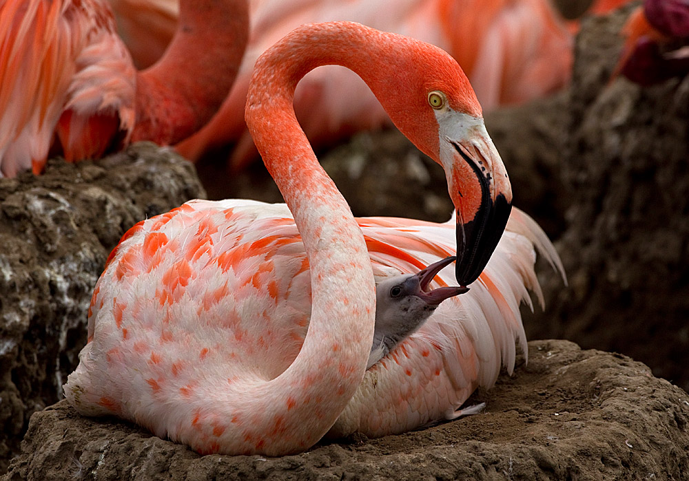 Flamingo pinc benywaidd gyda chick mewn nyth
