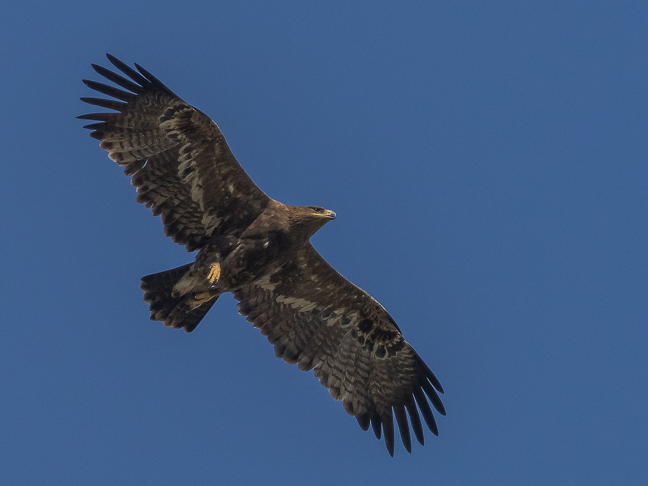 Steppe Eagle ในท้องฟ้า