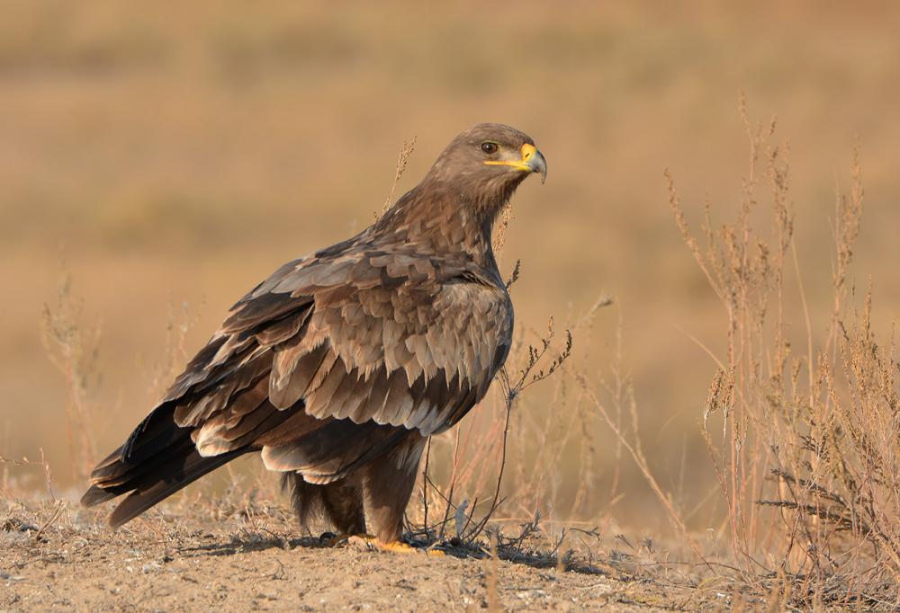I-Steppe Eagle