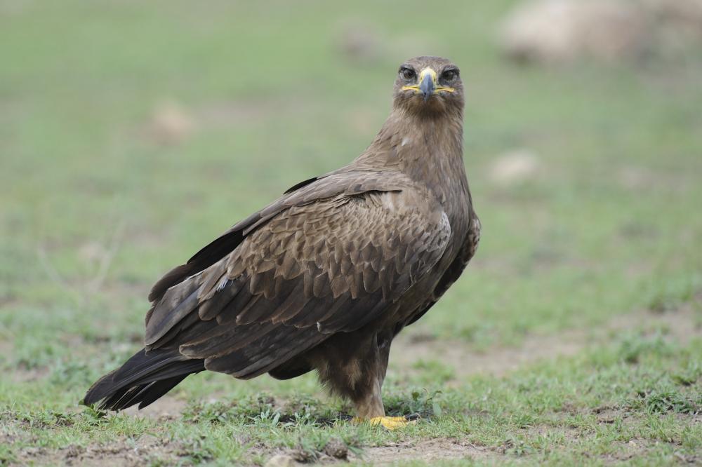 Steppe Eagle on the ground