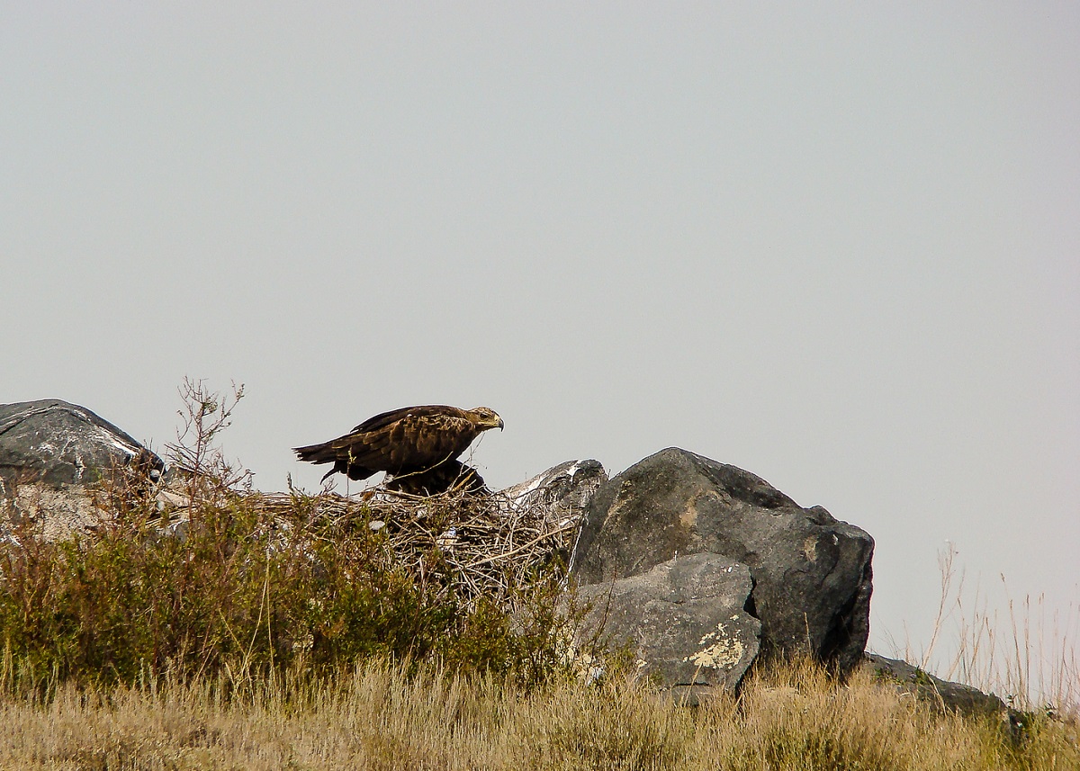 Степ орел върху гнездото. Казахстан, Иргиз-Тургай
