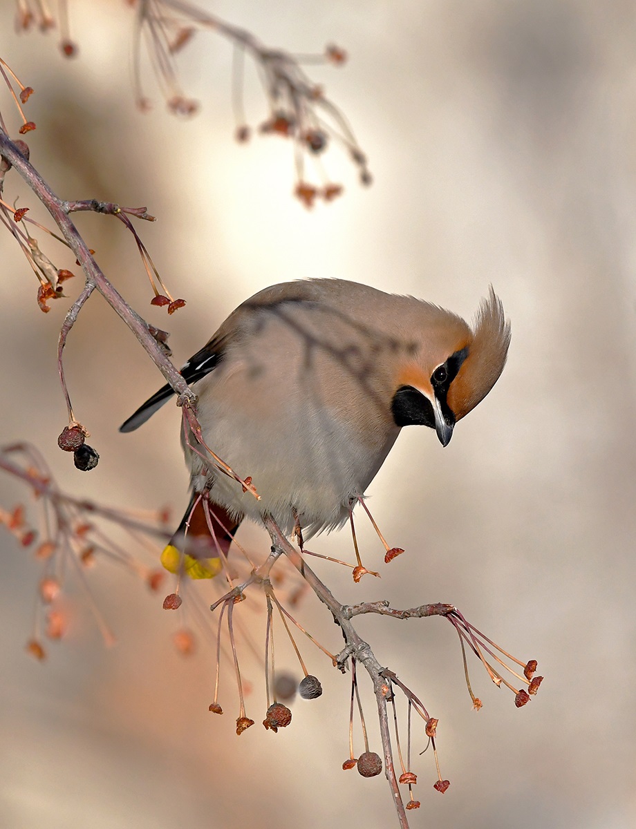 Waxwing in the winter on a branch