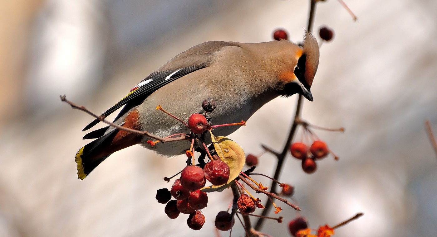 Waxwing on mountain ash