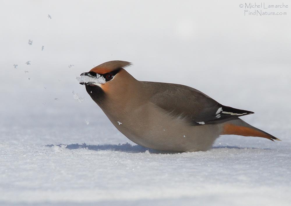 Waxwing for some reason eats snow