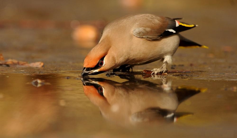 Waxwing on a watering place