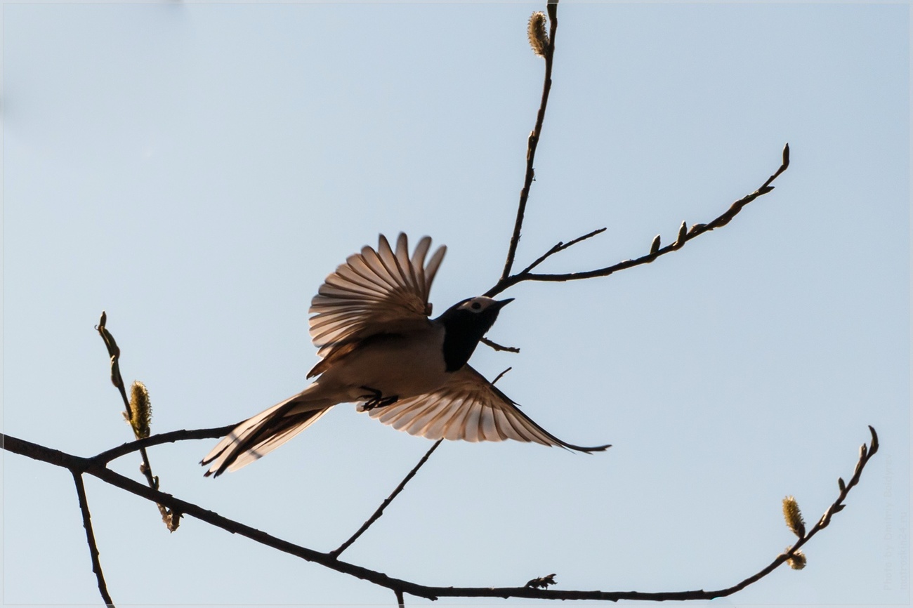 White Wagtail in Flight