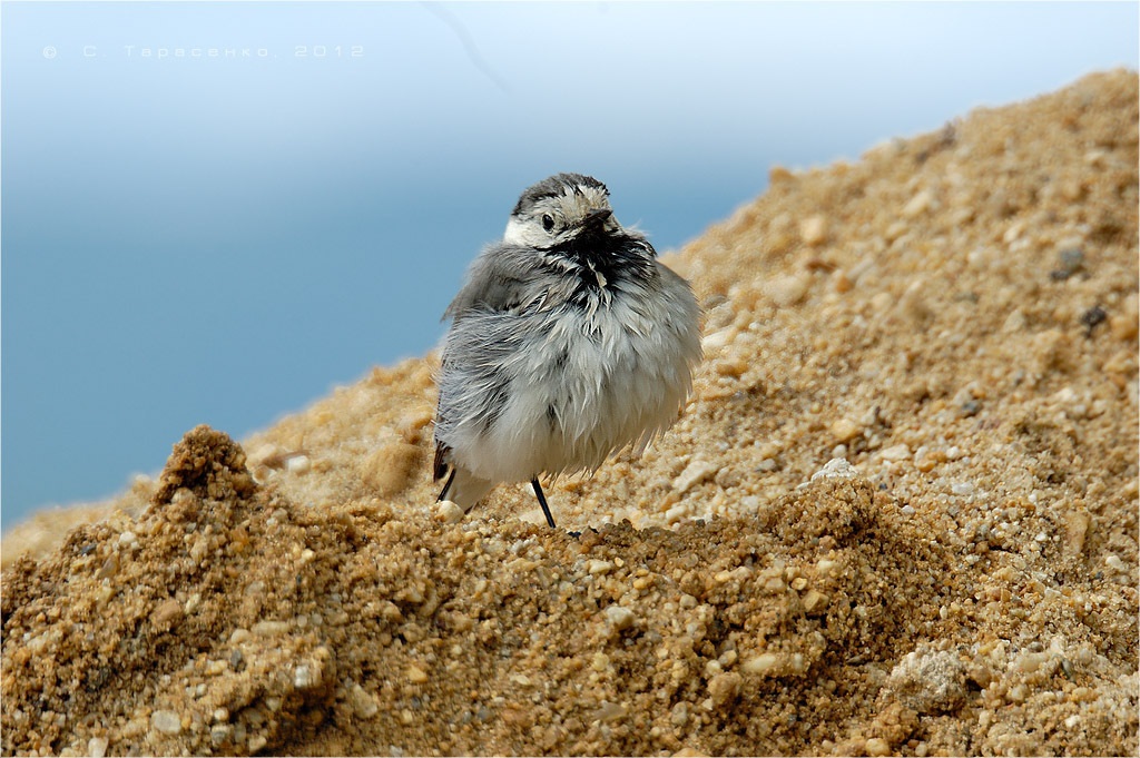 White Wagtail dries after swimming