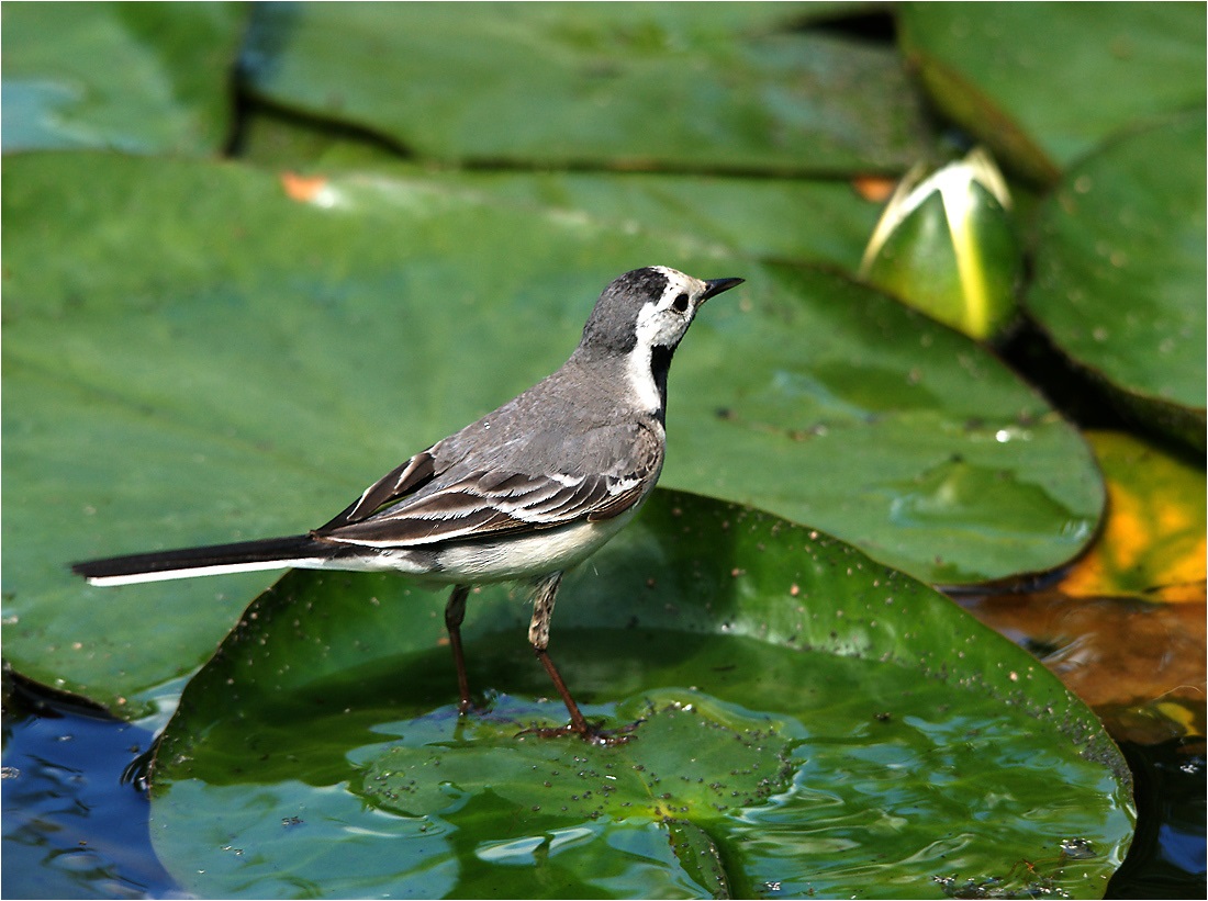 Wagtail on lily leaves