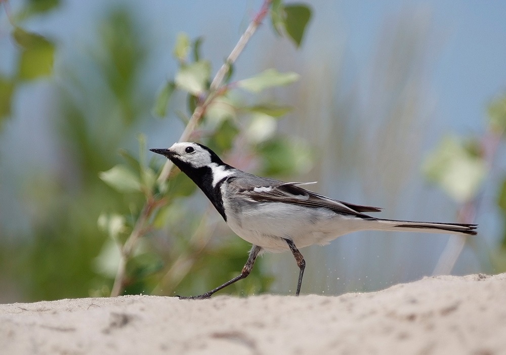 White Wagtail in a sand pit