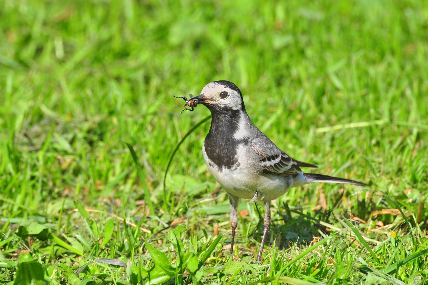 White Wagtail caught a fly