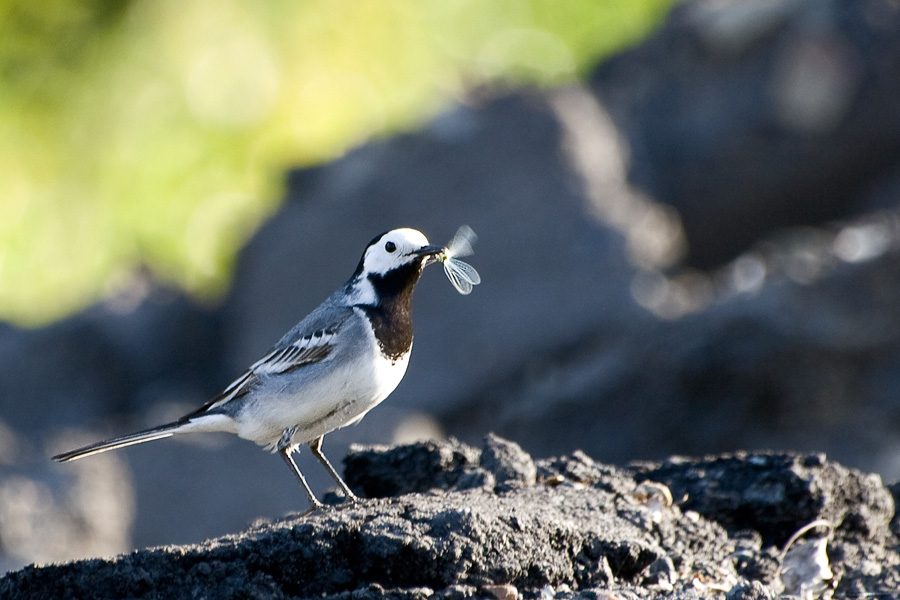 Wagtail with prey