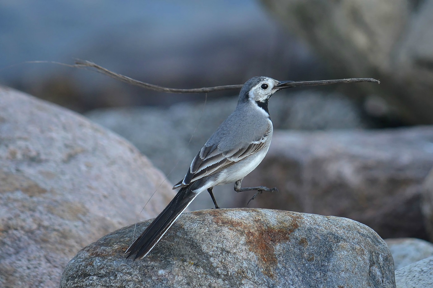 Wagtail collects materials for the construction of the nest