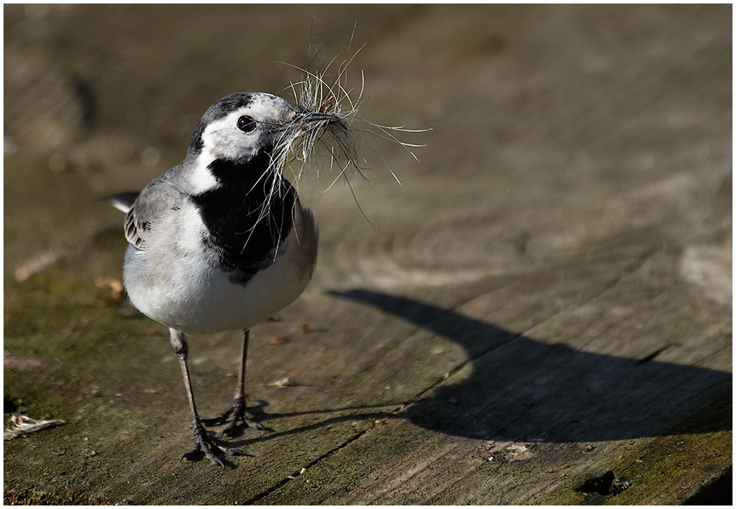 Wagtail: पक्षी फोटो