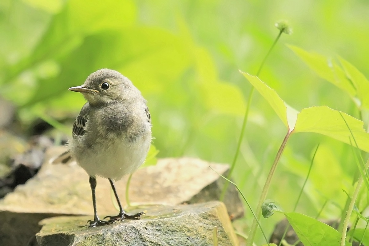 Chick Wagtail