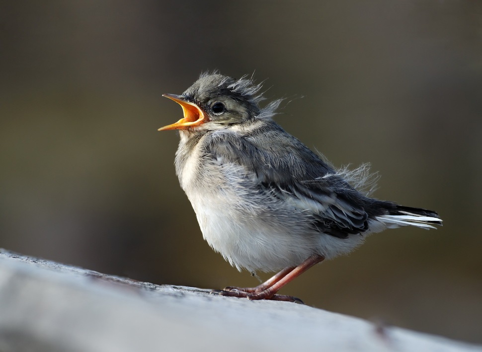 Wagtail chick