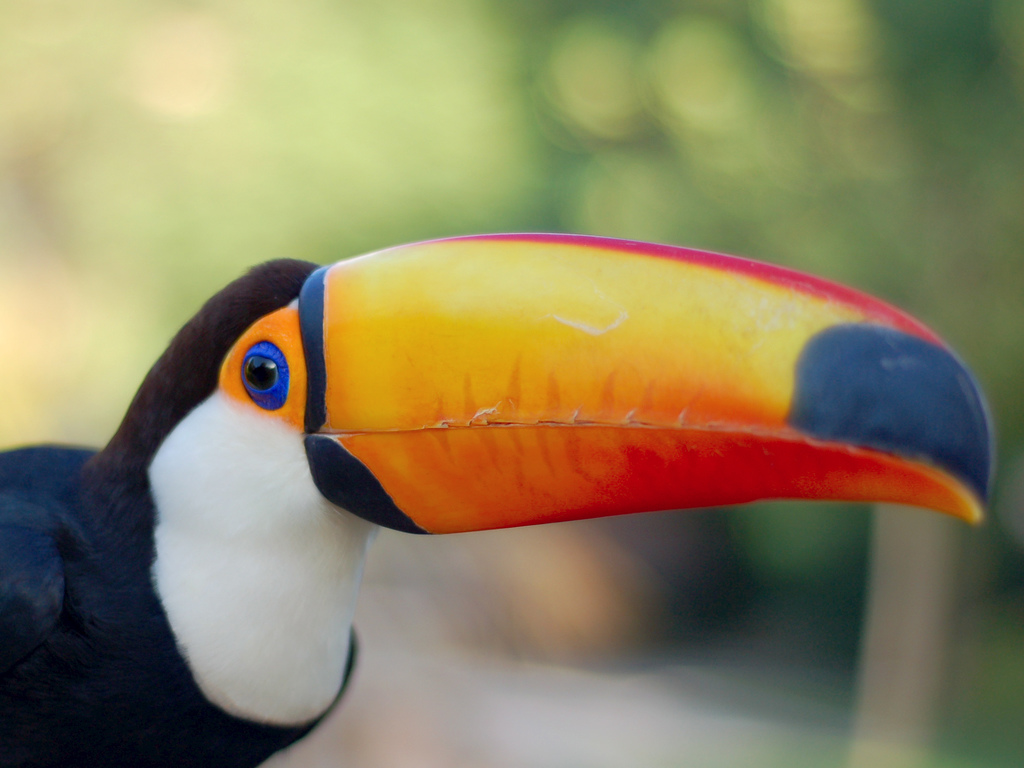 Big beak of the big toucan