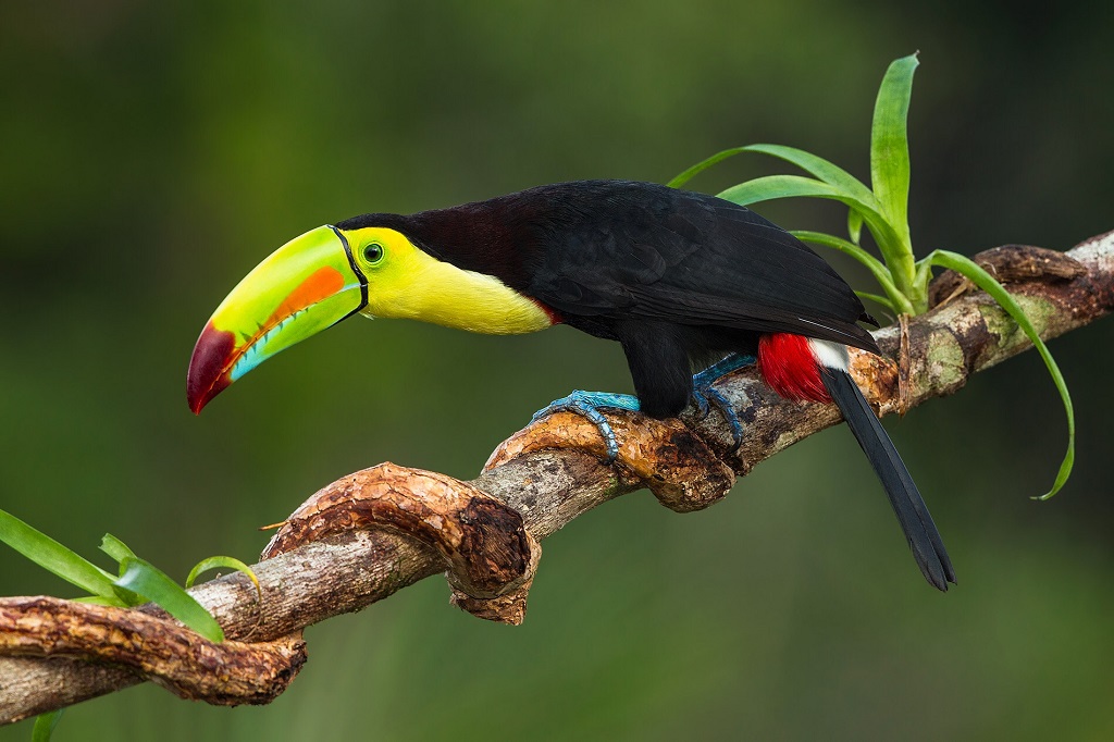 રેઈન્બો toucan