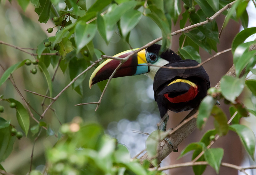 I-Blackfooted Toucan, i-Orinoco Delta (i-Venezuela)