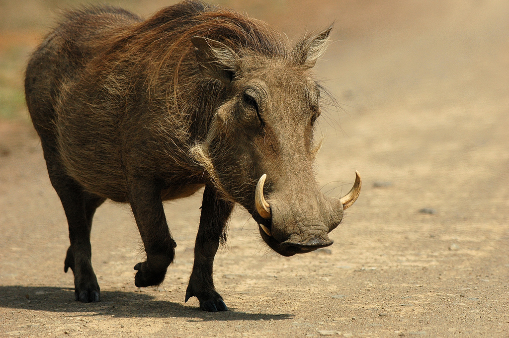 Warthog leisurely goes on the road to the zopovednik