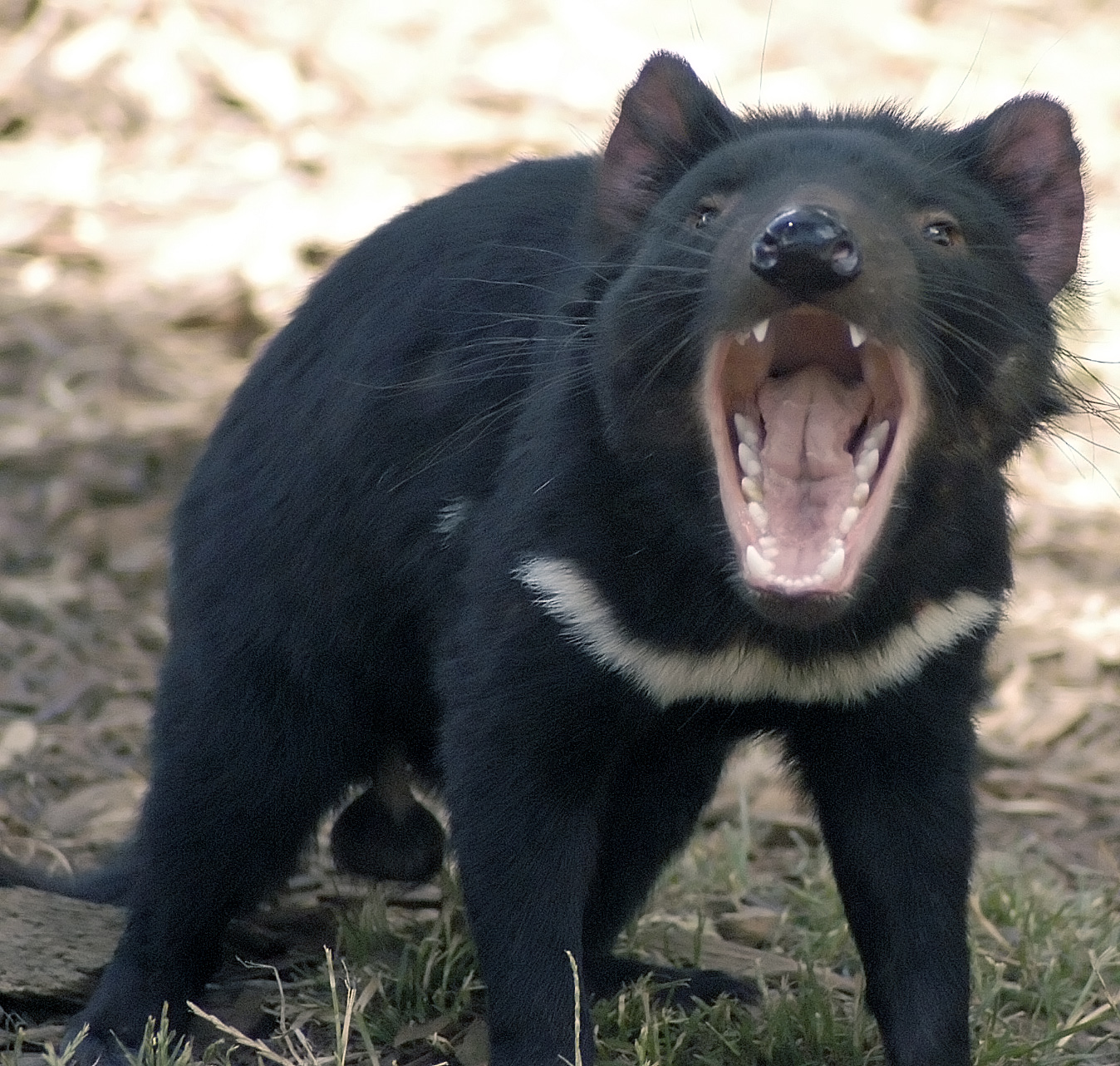 Diable tasmanien