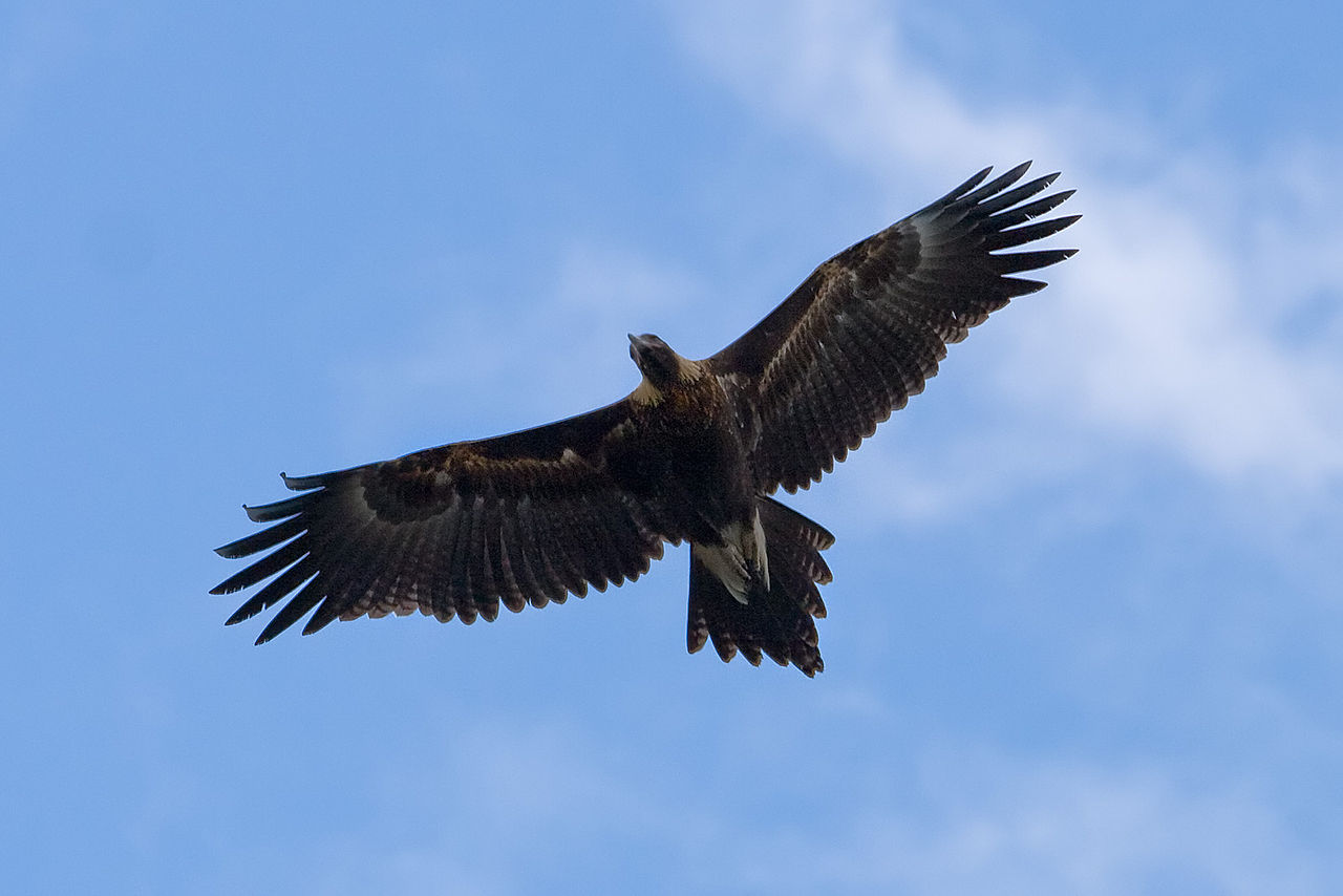 Wedgetail eagle in flight