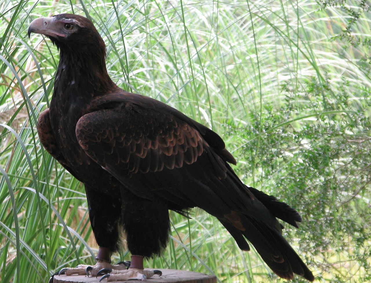 Wedgetail eagle