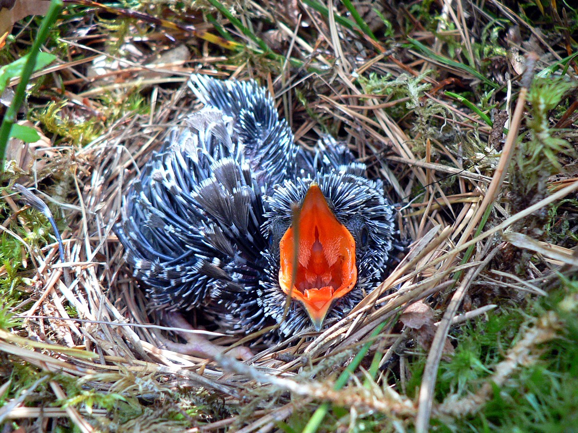 Cuckoo Chick in the Forest Nest
