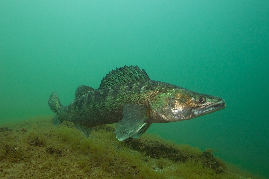 Pike perch under water