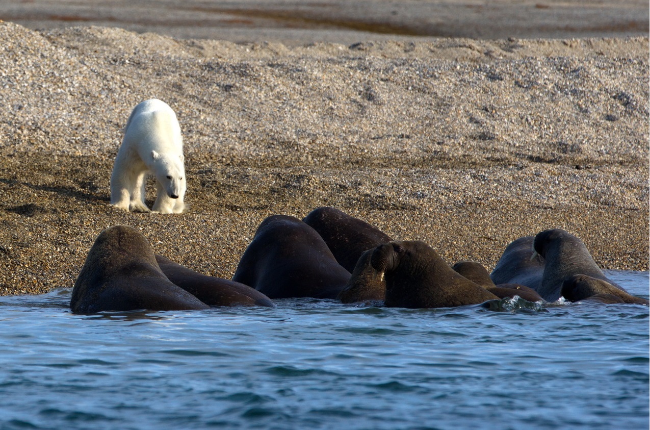 Niedźwiedź polarny i morsy