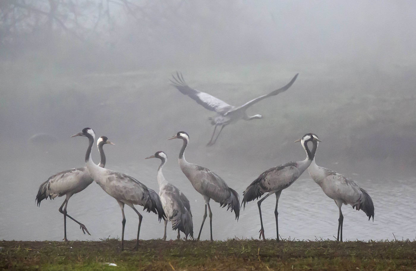 Israel: Cranes in the Hula Valley