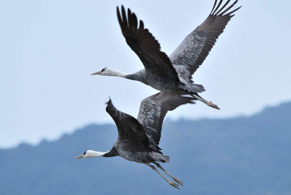 Pair of black cranes in flight