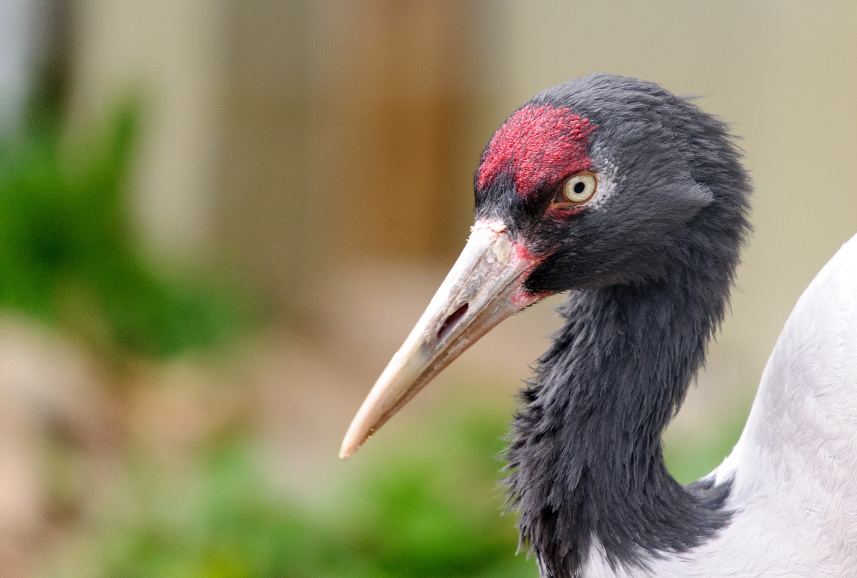Black-necked crane: photo of the head and neck