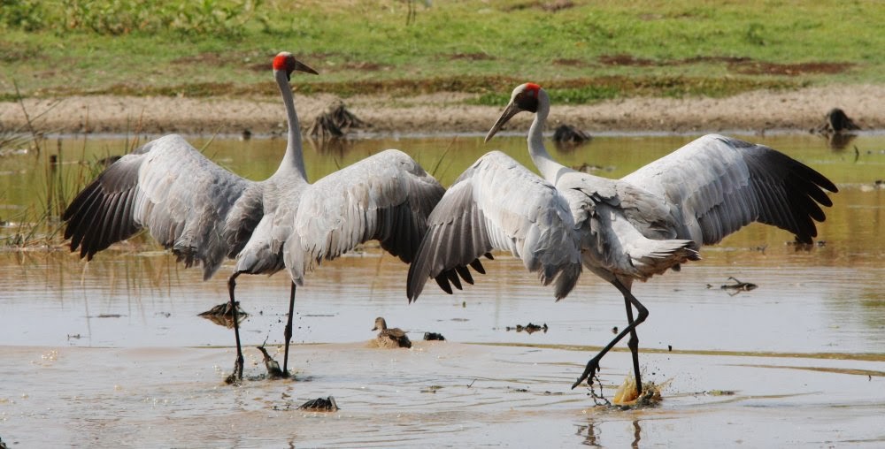 Australian cranes in the swamp