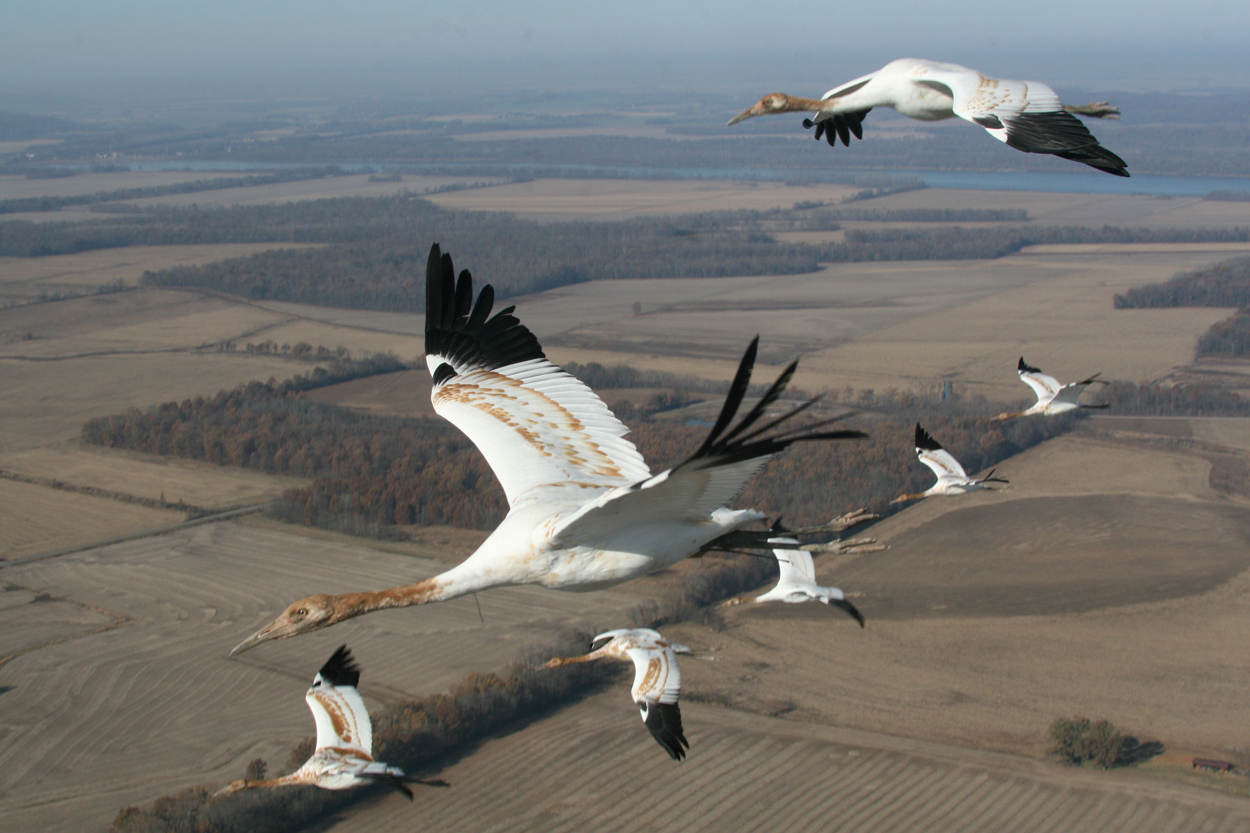 Wedge of Cranes in flight