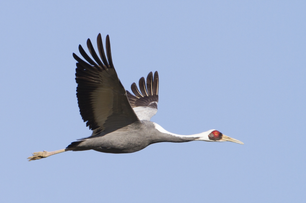 Daursky crane ในเที่ยวบิน