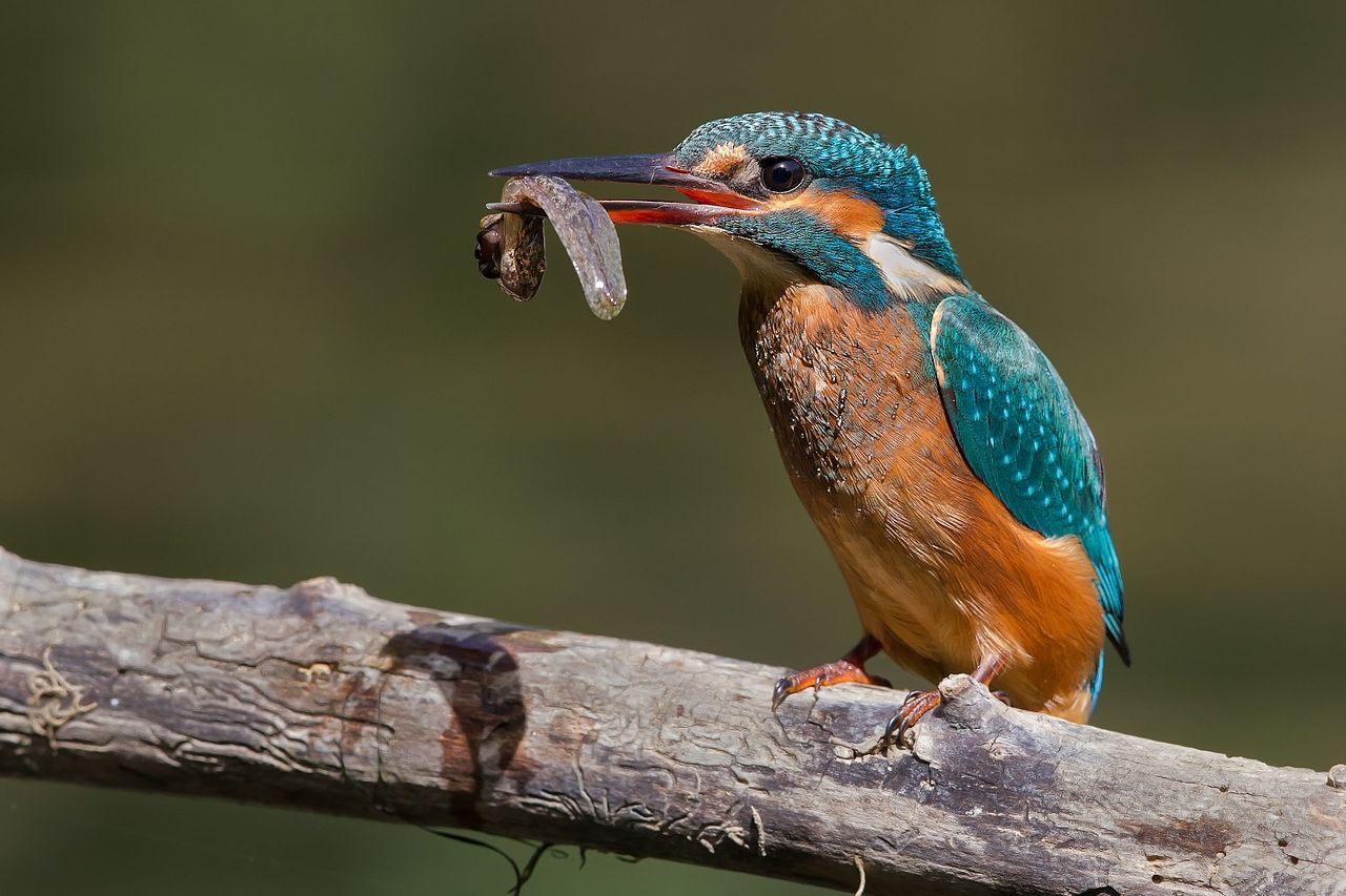 Kingfisher with prey