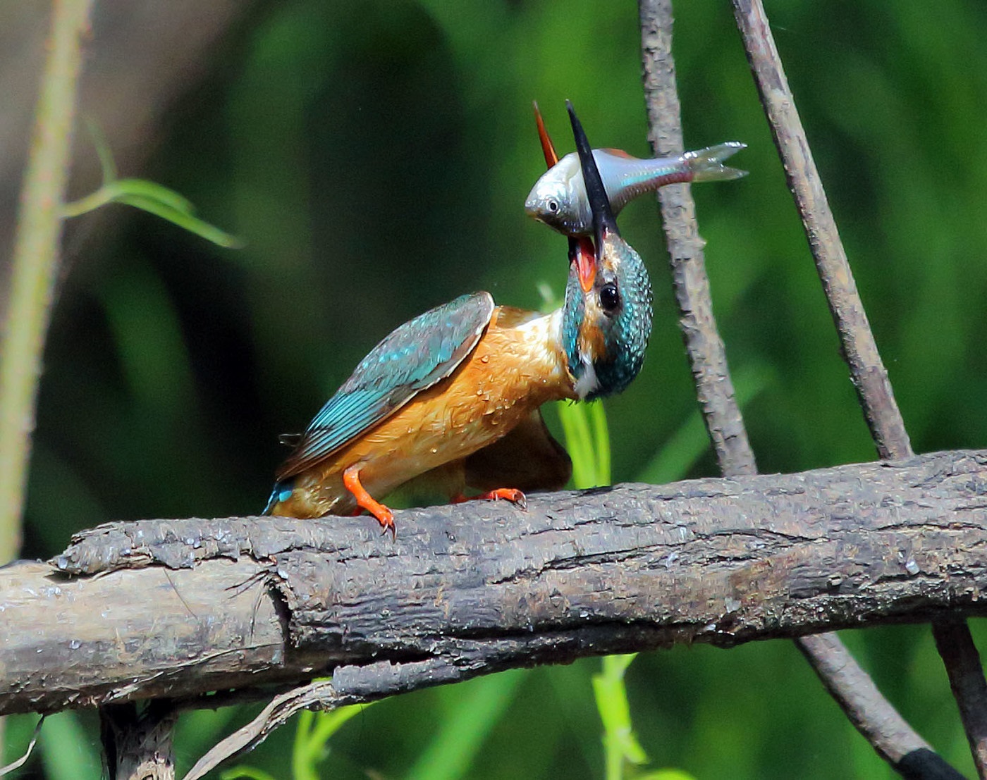 Kingfisher suppresses caught fish on a thick branch before calmly swallowing it