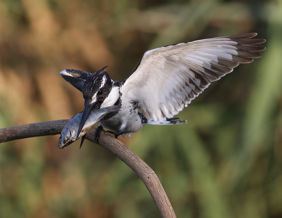 Little Pied Kingfisher