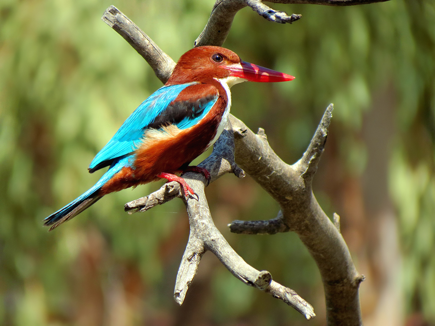 Red-facturat Alcyone, sau Kingfisher cu fața înfrunzită, sau White-breasted Kingfisher