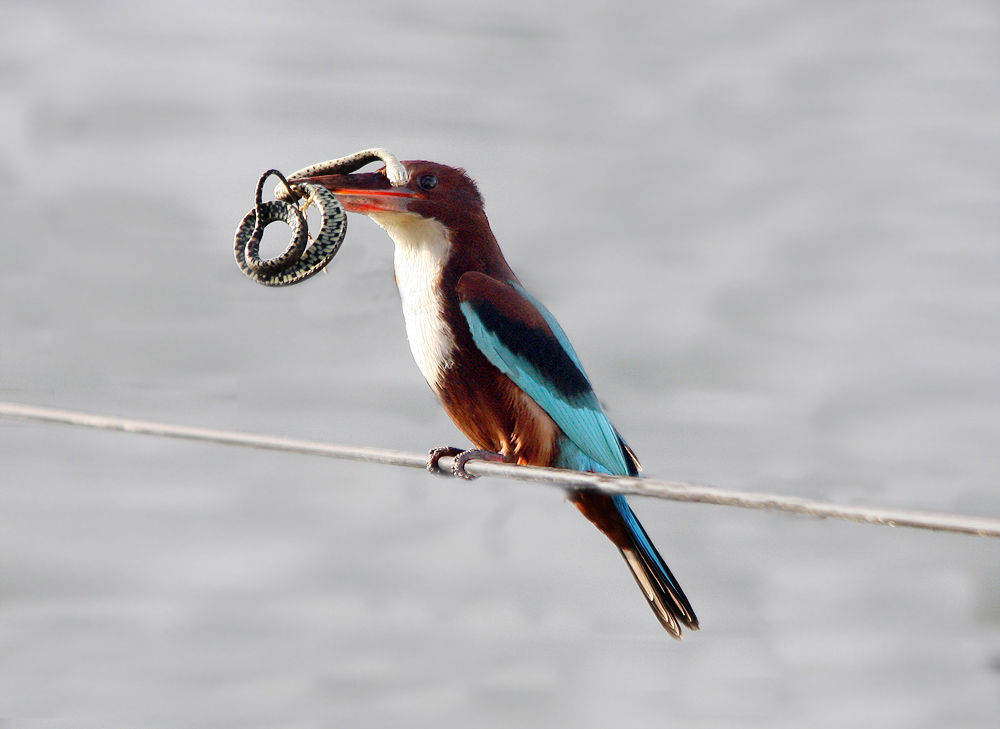 Kingfisher caught snákinn