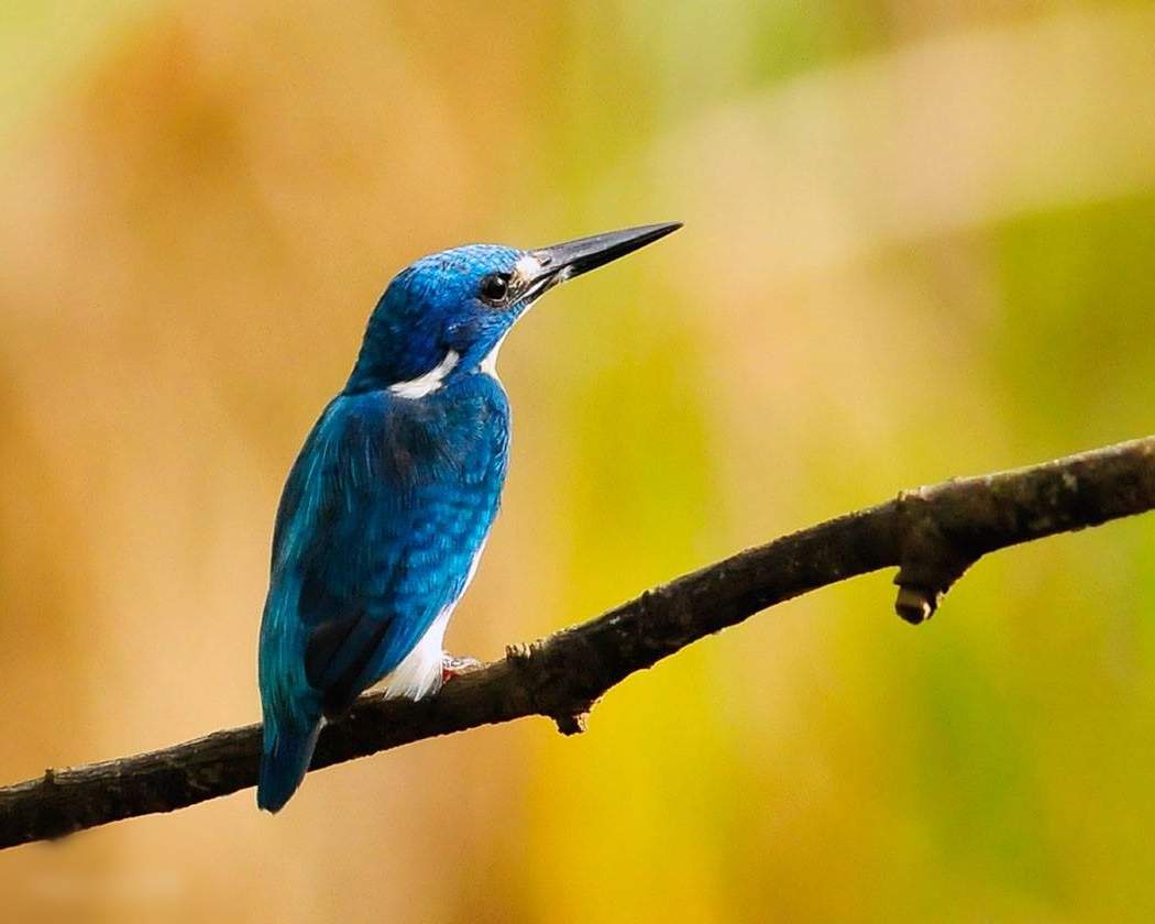 Mały Błękitny Kingfisher Endemiczny Indonezja