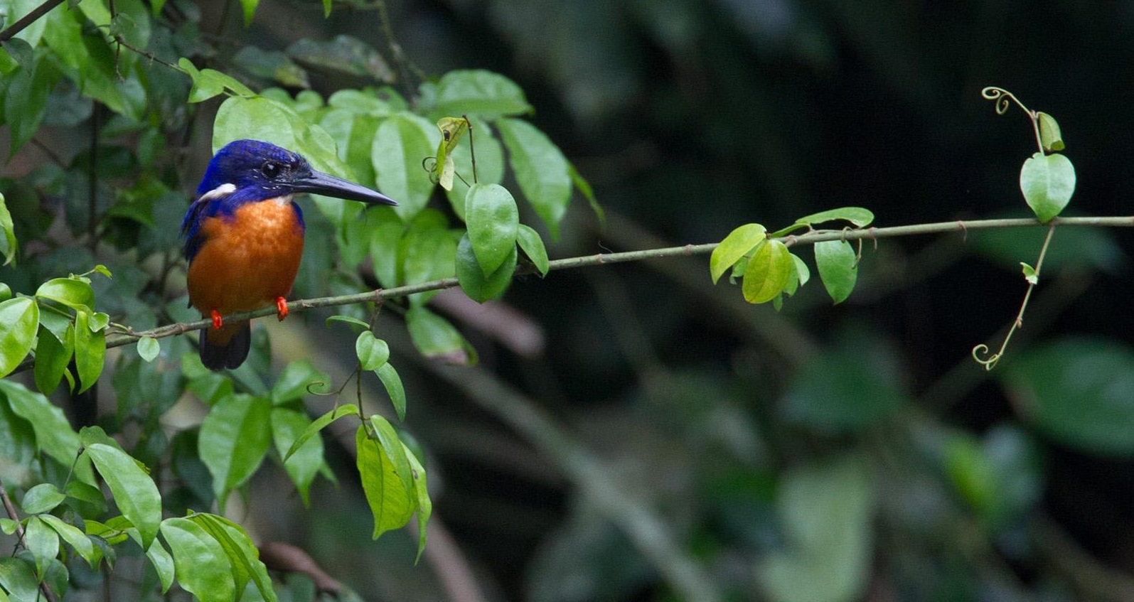 Turkuvaz Kingfisher - Afrika'dan görünüm