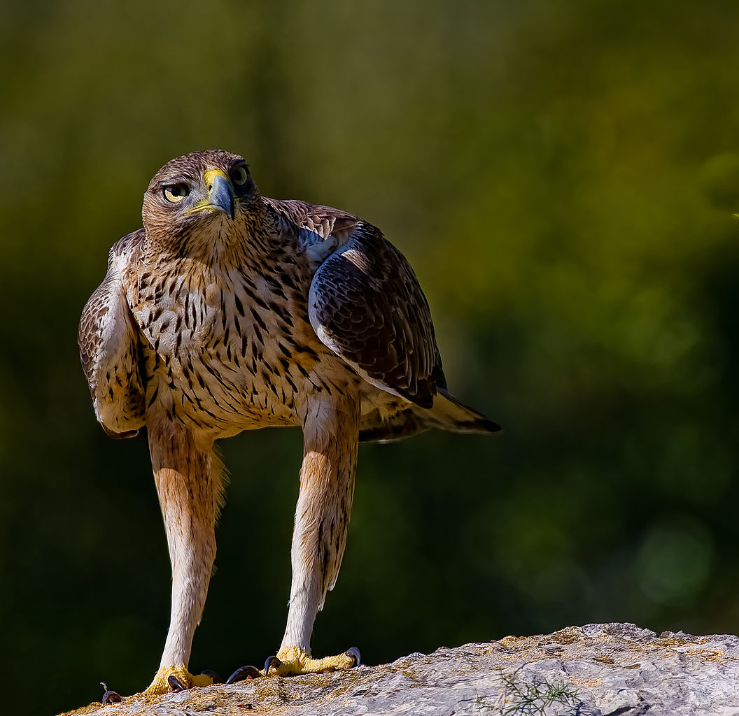 Hawk Eagle